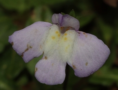 Mazus pumilio