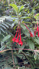Fuchsia boliviana