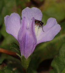 Mazus pumilio