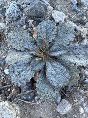 Atrichoseris platyphylla