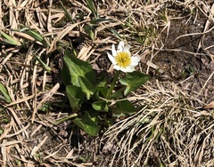 Caltha chionophila