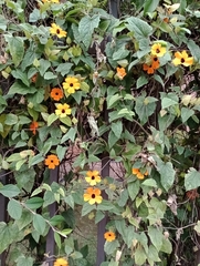 Thunbergia alata