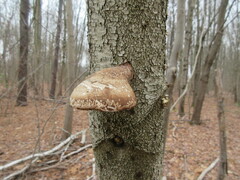 Fomitopsis betulina