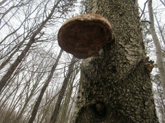 Fomitopsis betulina