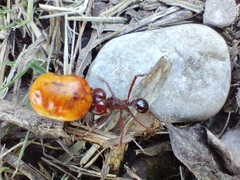 Ehretia anacua