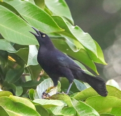 Quiscalus lugubris