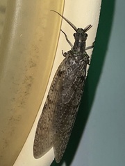 Corydalidae