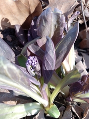 Mertensia virginica
