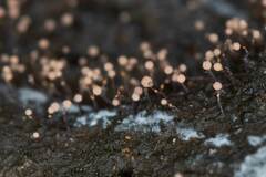 Clastoderma debaryanum