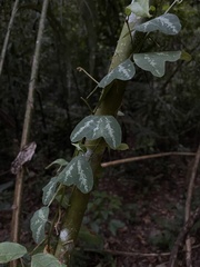 Passiflora biflora