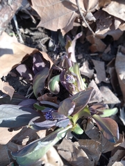 Mertensia virginica
