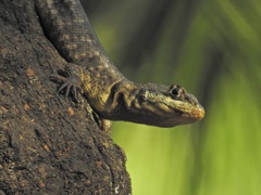 Tropidurus torquatus
