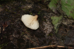 Panellus mitis