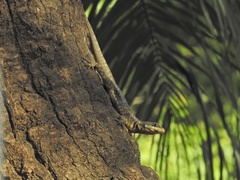 Tropidurus torquatus