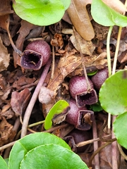 Hexastylis minor