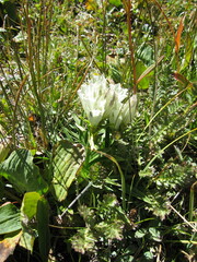 Gentiana algida
