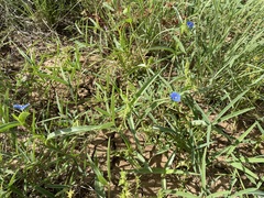 Commelina lanceolata