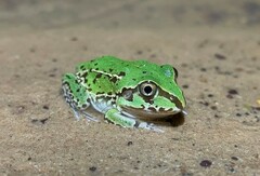 Ranoidea alboguttata