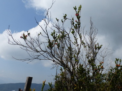 Cavendishia bracteata