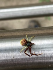 Runcinioides litteratus