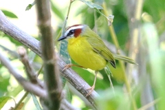 Basileuterus delattrii