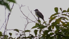 Myiarchus tuberculifer