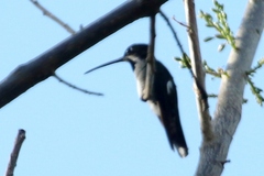 Heliomaster longirostris
