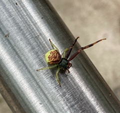 Runcinioides litteratus