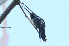 Heliomaster longirostris