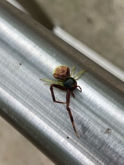 Runcinioides litteratus