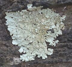 Flavoparmelia baltimorensis