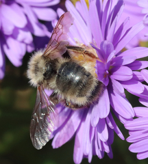 Bombus flavidus