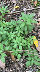 Parietaria pensylvanica