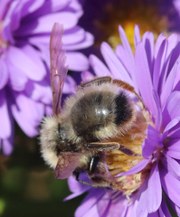 Bombus flavidus