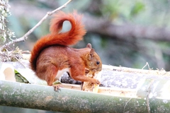 Sciurus granatensis