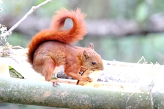 Sciurus granatensis