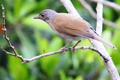 Turdus pallidus