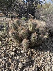 Echinocereus engelmannii