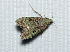 Heteromicta tripartitella