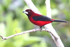 Ramphocelus dimidiatus