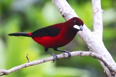 Ramphocelus dimidiatus