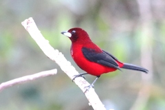 Ramphocelus dimidiatus