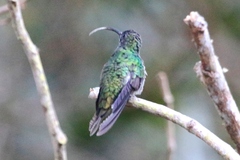 Saucerottia saucerottei