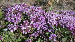 Thymus praecox