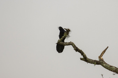 Quiscalus major
