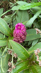 Phytolacca bogotensis