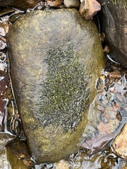 Hygroamblystegium humile