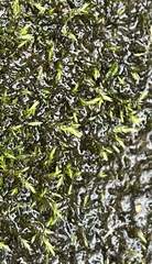 Hygroamblystegium humile
