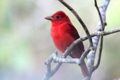 Piranga rubra