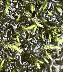 Hygroamblystegium humile